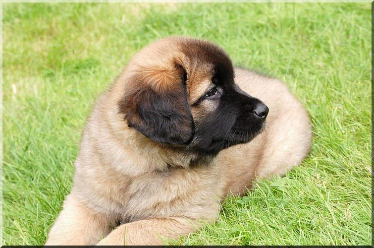 leonberger 075.jpg